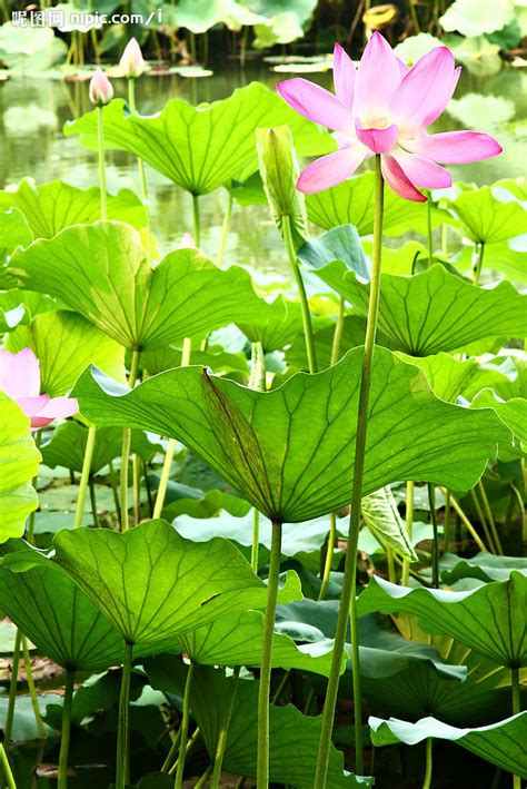 荷花特徵|荷花特徵與傳統文化